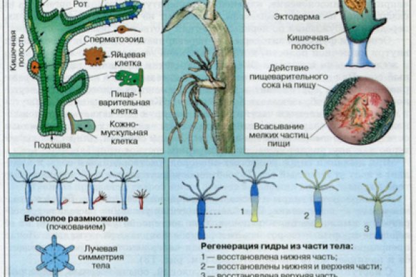 Почему в кракене пользователь не найден